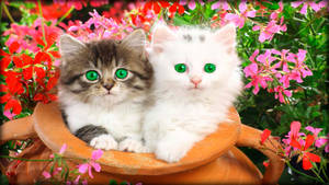 Beautiful Green-eyed Kittens Wallpaper