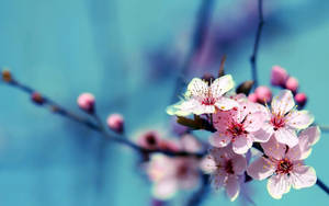 Beautiful Hd Cherry Blossom Flower Wallpaper