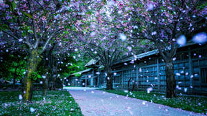 Beautiful Hd Cherry Blossom Petals Wallpaper