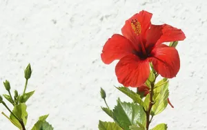 Beautiful Hibiscus Flower Wallpaper