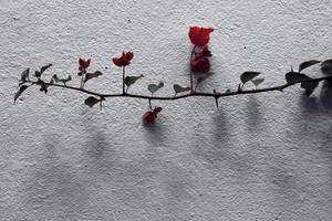 Beautiful High Resolution Image Of Roses On Wall Wallpaper