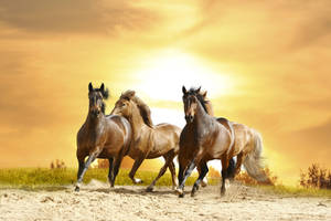 Beautiful Horses And Orange Sunset Wallpaper