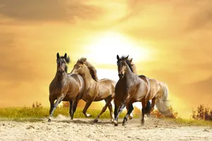 Beautiful Horses And Orange Sunset Wallpaper