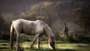 Beautiful Horses Grazing In The Field Wallpaper