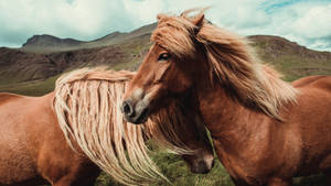 Beautiful Horses On Mountainous Terrain Wallpaper