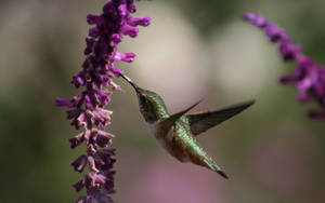 Beautiful Hummingbird Feeding Flowers Wallpaper