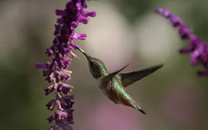 Beautiful Hummingbird Feeding Flowers Wallpaper