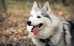 Beautiful Husky Dog With Tongue Out Wallpaper