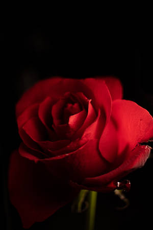 Beautiful Iphone Red Rose Wallpaper