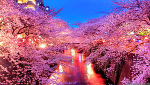 “beautiful Japanese Cherry Blossom Trees In Spring” Wallpaper