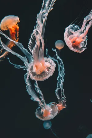 Beautiful Jellyfish Wallpaper