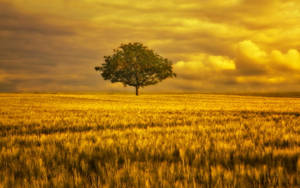 Beautiful Landscape Tree On Grassfield Wallpaper