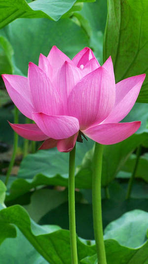 Beautiful Lotus Blossoming Under The Sun Wallpaper
