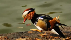 Beautiful Mandarin Duck Wallpaper