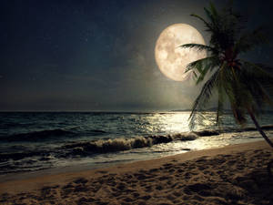 Beautiful Moon At The Beach Wallpaper