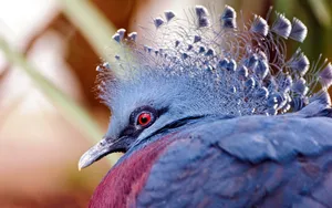 Beautiful Nature Bird Wallpaper