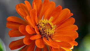 Beautiful Orange Zinnia Flower Wallpaper