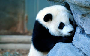 Beautiful Panda Leans Against Stone Wallpaper