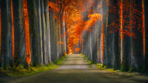 Beautiful Path In The Dark Woods Wallpaper