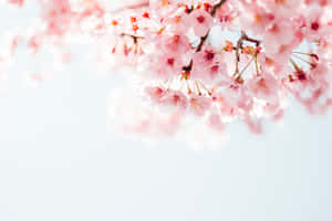 Beautiful Pink Cherry Blossom Tree In Bloom Wallpaper