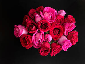 Beautiful Pink Red Rose Iphone Wallpaper