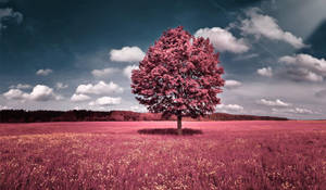 Beautiful Pink Tree Wallpaper