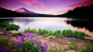 Beautiful Purple Aesthetic Nature Wallpaper