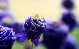 Beautiful Purple Flower Petals Wallpaper