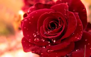 Beautiful Rose Flower In Deep Red Wallpaper