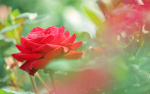 Beautiful Rose Hd In A Garden Wallpaper