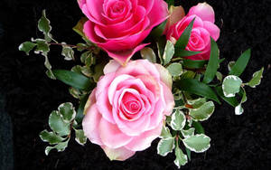Beautiful Rose Hd In Pink Shades Wallpaper