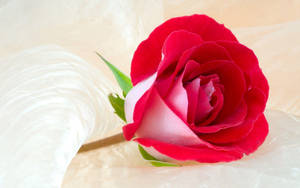 Beautiful Rose Hd Inside A Wrapper Wallpaper