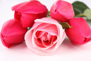 Beautiful Rose Hd Pink Flower Buds Wallpaper