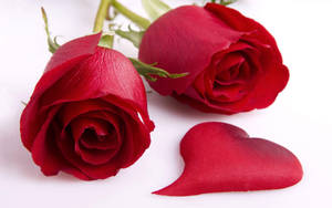 Beautiful Rose Hd With Heart Petal Wallpaper
