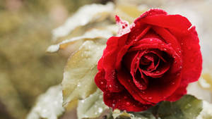 Beautiful Rose Hd With Morning Dew Wallpaper