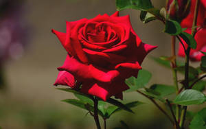 Beautiful Rose Hd With Thorny Stem Wallpaper