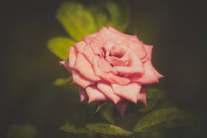 Beautiful Rose Hd With Vintage Filter Wallpaper