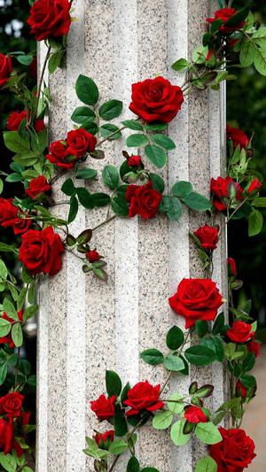 Beautiful Roses Flower Mobile Wallpaper