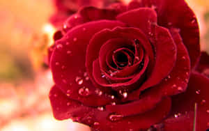 Beautiful Roses In A Blooming Garden Wallpaper