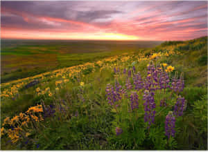 Beautiful Scenery Desktop Flower Valley Wallpaper