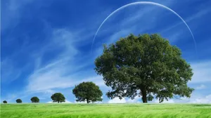 Beautiful Scenery Desktop Green Tree Lane Wallpaper