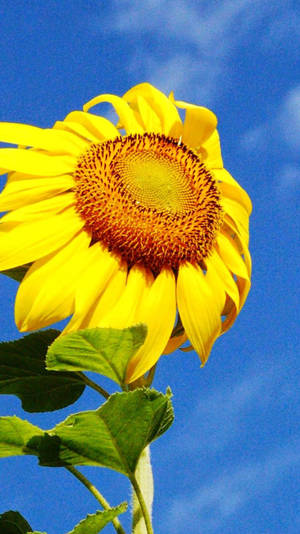 Beautiful Skyscraper Sunflower Iphone Wallpaper