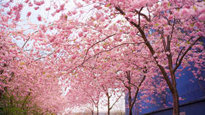 Beautiful Spring Cherry Blossom Trees Wallpaper