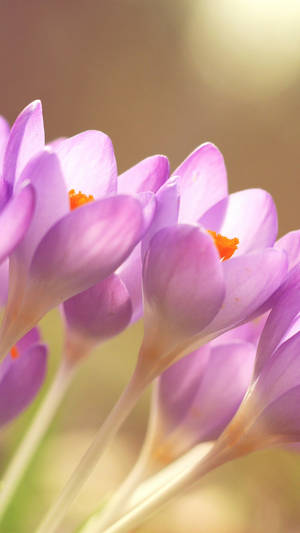 Beautiful Spring Flower Iphone Wallpaper