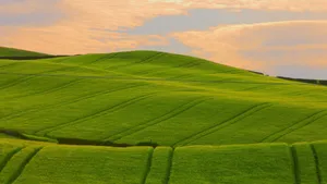 Beautiful Summer Field Wallpaper