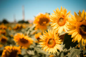 Beautiful Sunflower Aesthetic Garden Wallpaper