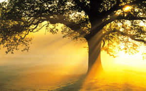 Beautiful Tree With Sun Rays Wallpaper