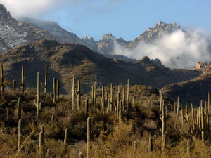 Beautiful Tucson Cacti Field Wallpaper