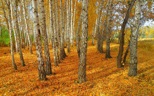 Beautiful White Birch Tree Forest Wallpaper