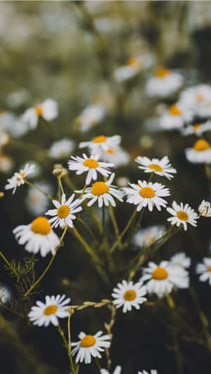 Beautiful White Spring Daisy Iphone Wallpaper